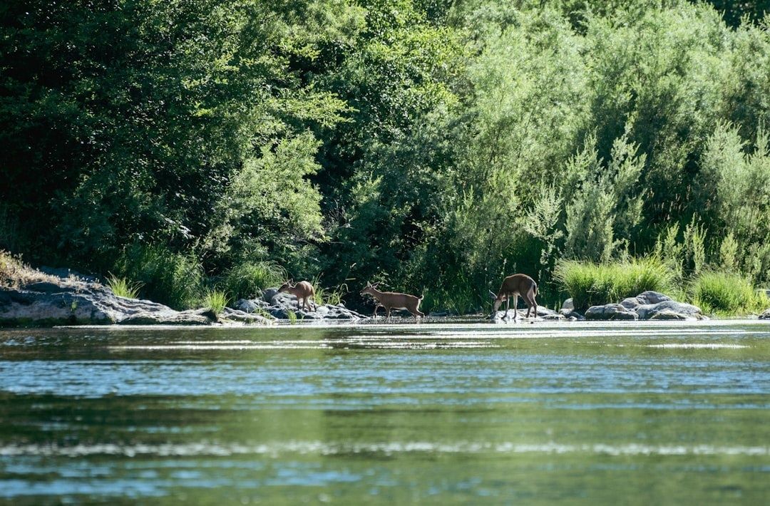 Drei Rehe stehen an einem bewaldeten Ufer des Lechs