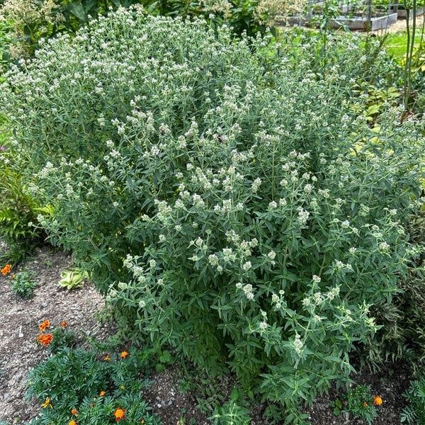 Üppiges Kräuterbeet mit blühenden, winterharten Pflanzen und Ringelblumen